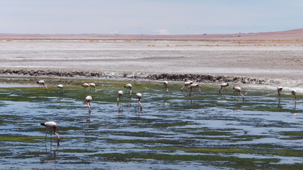 parco nazionale los flamencos san pedro de atacama lago los salinos sulle ande in cile