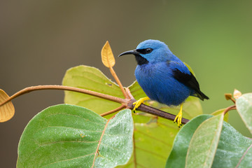 Shining honeycreeper in the wild