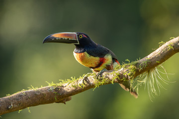 Collared aracari in the wild