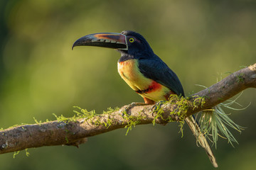 Collared aracari in the wild