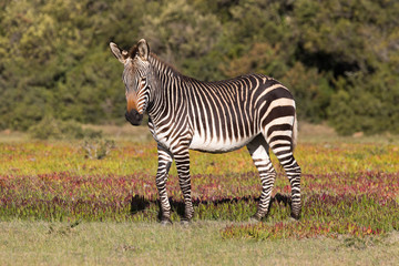 Mountain Zebra, Equus zebra, in the De Hoop national reserve, South Africa