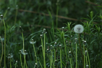 dandelion in grass