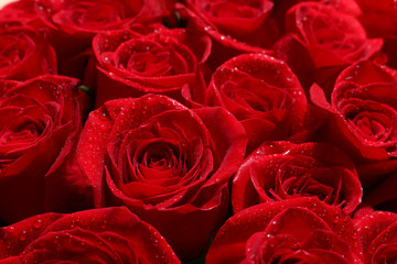Close up of red roses and water drops.