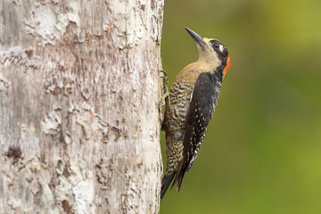 Black-cheeked woodpecker in the wild