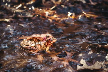 Natural breeding of frogs in the pond