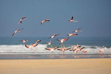 Flamingos in the De Mond coastal nature reserve, South Africa