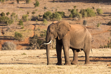 Fototapeta na wymiar Elephants in Addo Elephant National Park in Port Elizabeth - South Africa