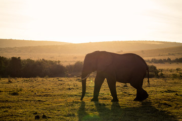Fototapeta na wymiar Elephants in Addo Elephant National Park in Port Elizabeth - South Africa