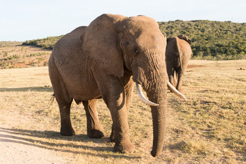 Obraz premium Elephants in Addo Elephant National Park in Port Elizabeth - South Africa