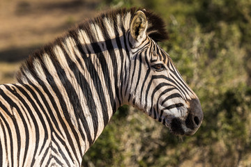 Fototapeta na wymiar Zebra in Addo Elephant National Park in Port Elizabeth - South Africa