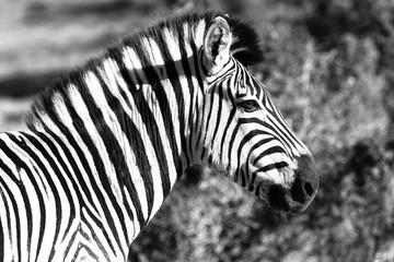 Fototapeta na wymiar Zebra in Addo Elephant National Park in Port Elizabeth - South Africa