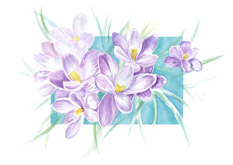 lilac crocus watercolor