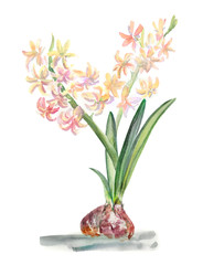watercolor hyacinth spring 