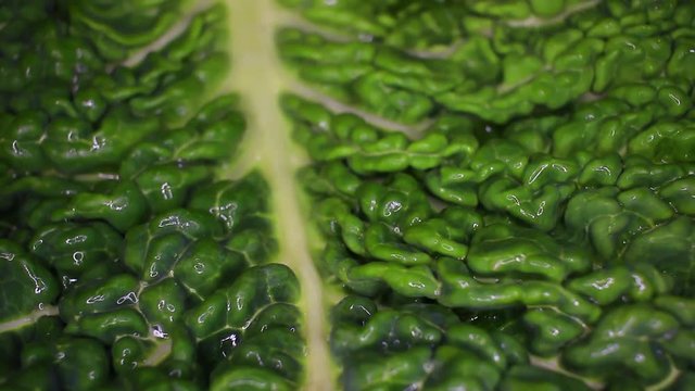 Kale cole leaf closeup texture video on rolling rotating looping plate