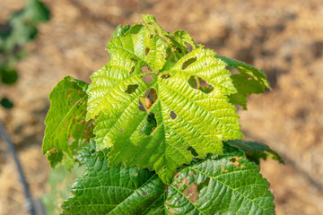 Diseases and pests of nuts and leaves of hazelnut bushes close-up. The concept of chemical garden protection. © Сергей Кучугурный