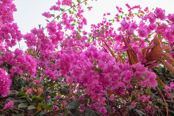 Blooming bougainvillea flowers background.