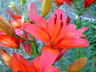 Fiery orange lilies. Lush flowers. Sunny summer.