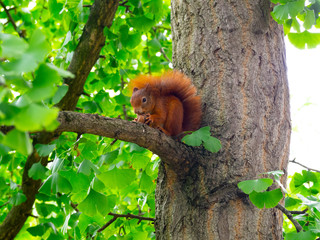 Red squirrel sitting on a  tree while eating a walnut