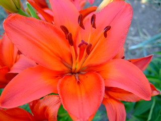Fototapeta na wymiar Fiery orange lilies. Lush flowers. Sunny summer.