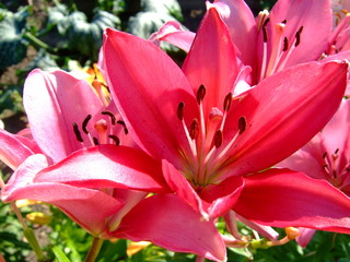 Obraz premium Pink lilies. Lush blooms. Sunny summer.