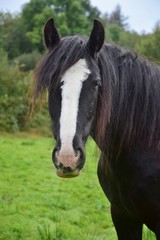 Portrait of a black horse in Ireland.
