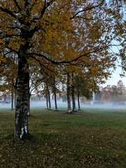 autumn in the park
