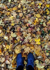 autumn leaves on grass