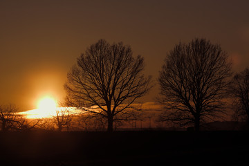 Bäume ohne Blätter im Sonnenuntergang am Abend