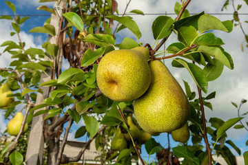 ripe fruit of pears hang on a tree branch close-up macro. Harvesting in the fall
