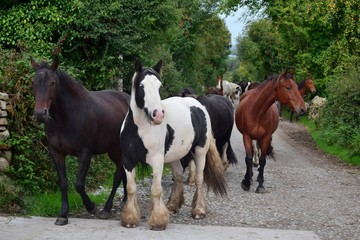 A group of horses going to their stable. Ireland.