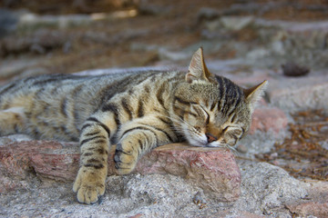 Grey cat sleeping on stone
