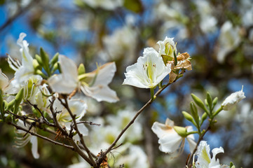 Bauhinia blakeana, Orchid Tree
