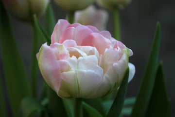 Beautiful delicate pale pink fresh natural art tulip spring macro