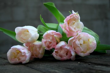 Beautiful delicate soft pink fresh natural bouquet of spring tulip macro