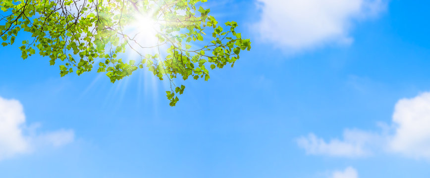 fr&uuml;hling unterm baum