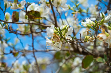 Bauhinia blakeana, Orchid Tree