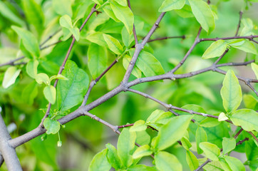 Fototapeta na wymiar Green leaves in the garden in the morning. Do not focus on objects.