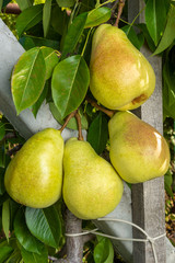 ripe fruit of pears hang on a tree branch close-up macro. Harvesting in the fall