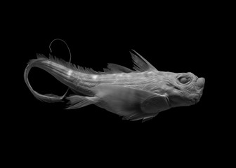 fish on black background, isolated