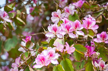 Bauhinia blakeana, Orchid Tree.