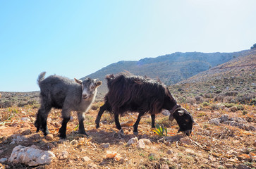 Greece Crete island Seitan limania beach