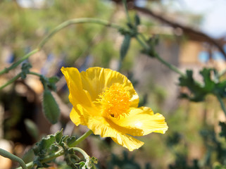 Greece Crete island flower