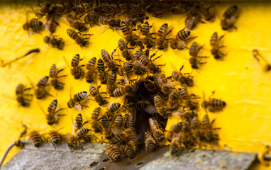 bees swarming near the entrance to the hive