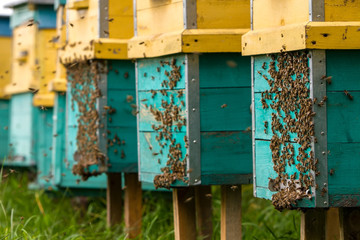 after hibernation bees fly out of hives