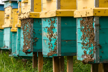 after hibernation bees fly out of hives