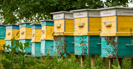 apiary in the garden near the house