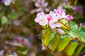 Obraz premium Bauhinia blakeana, Orchid Tree.