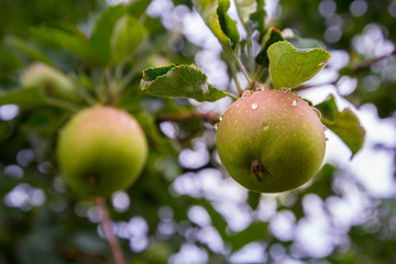 two apples after a rain hang on a branch of an apple tree