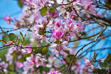 Bauhinia blakeana, Orchid Tree