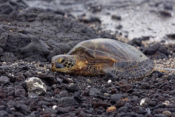 Hawaiian Green Sea Turtle or Honu (Chelonia mydas). The turtle is resting on a black rocky volcanic beach.